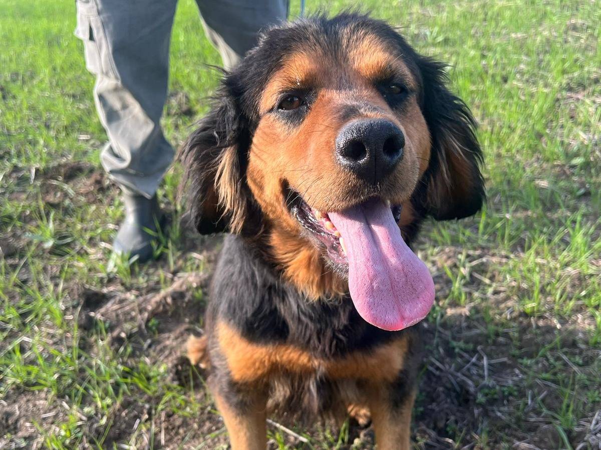 Adotta un cane, taglia media, femmina, Matera