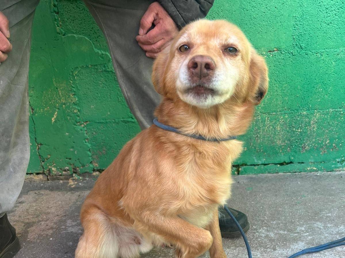 Adotta un cane, maschio, 8 anni  e 5 mesi , Matera