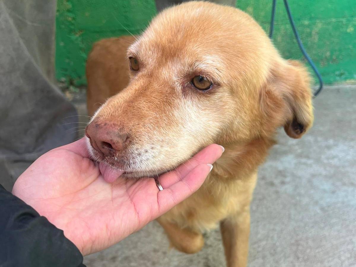 Vuoi adottare un cane a Matera?