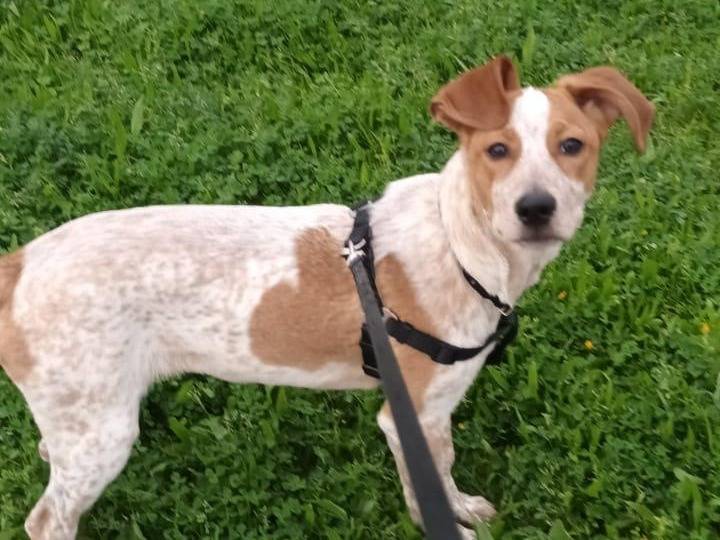 Adotta un cane, maschio, 8 mesi, Catanzaro