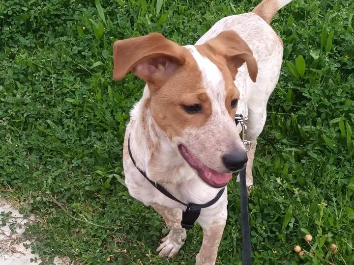 Adotta un cane, taglia media contenuta, maschio, Catanzaro