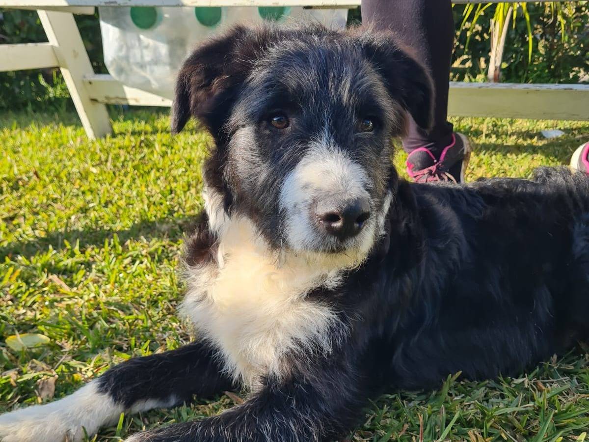 Adotta un cane, maschio, 7 mesi, Trapani