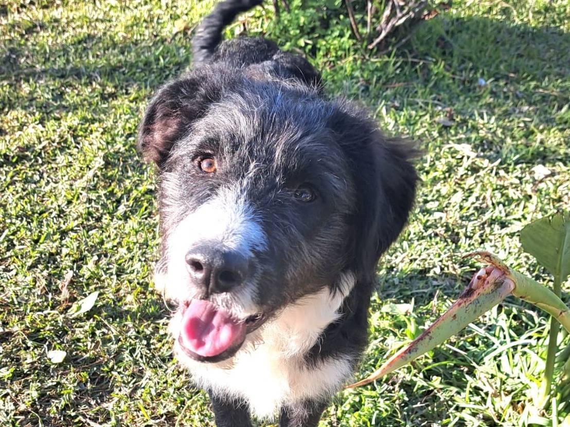 Adotta un cane, taglia media, maschio, Trapani