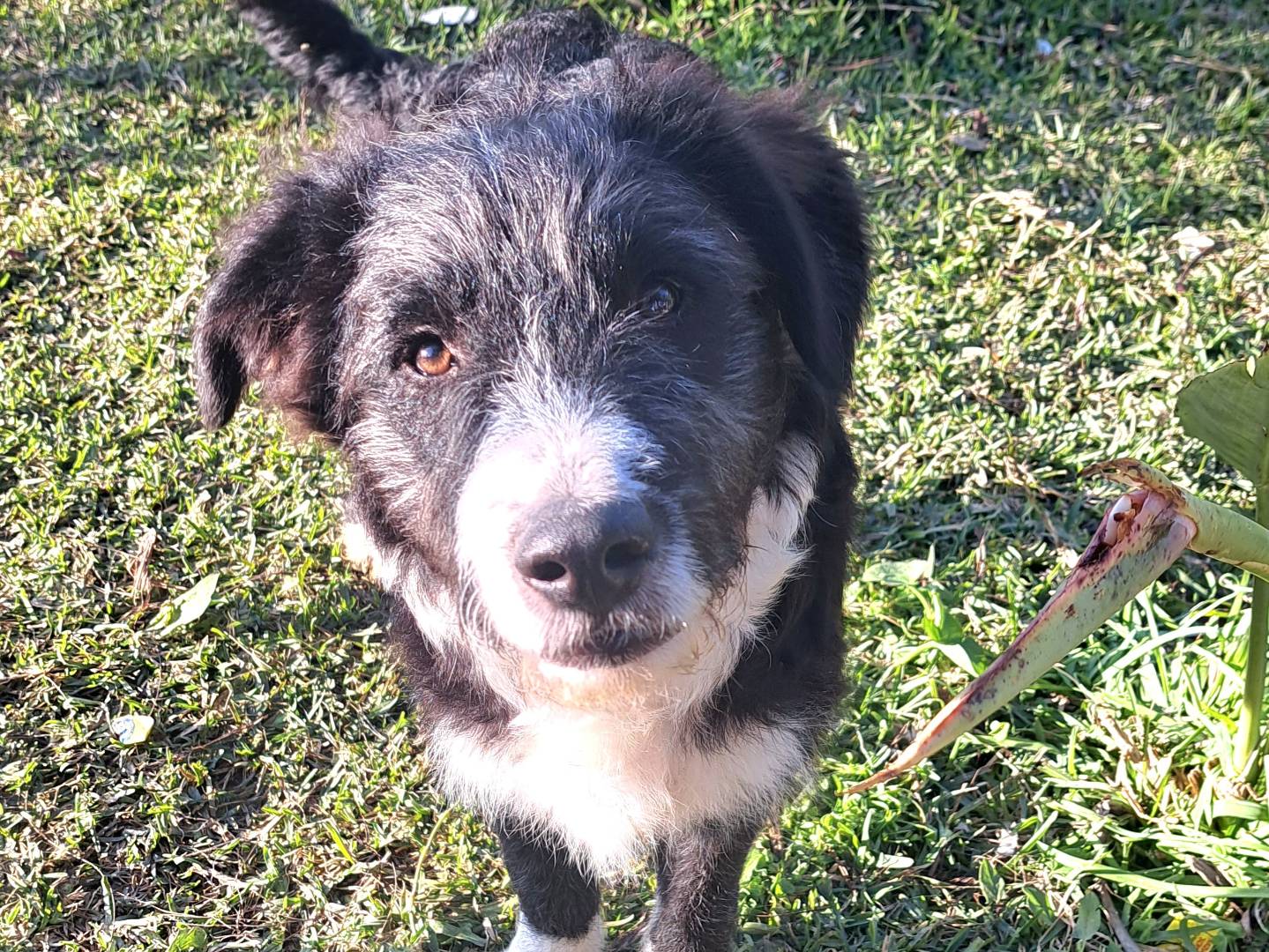 Vuoi adottare un cane a Trapani?