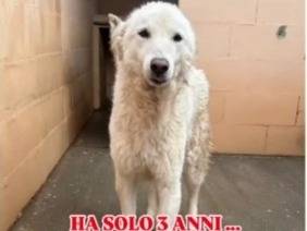Foto dell'animale