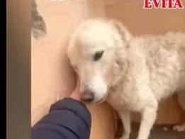 Adotta un cane, femmina, 3 anni  e 2 mesi , Matera
