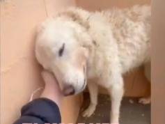 Adotta un cane, taglia media, femmina, Matera