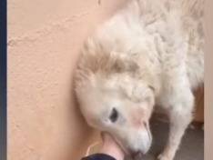 Vuoi adottare un cane a Matera?