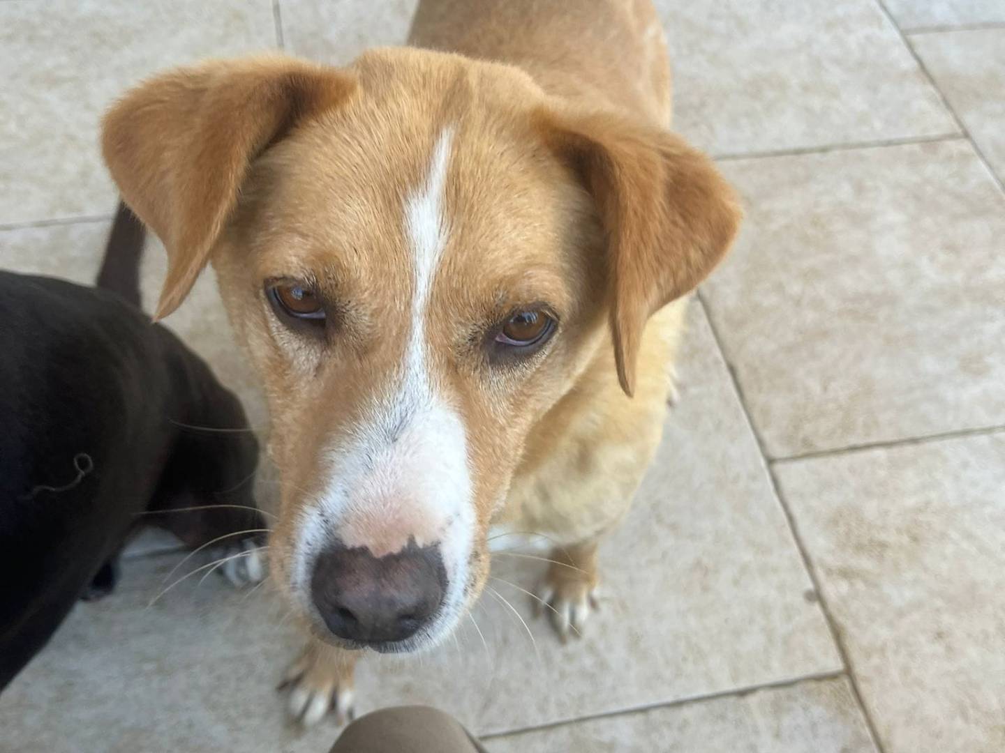 Adotta il cane AMBRA a Caserta