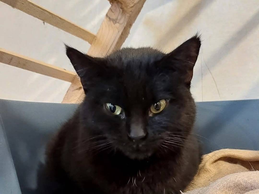 Foto dell'animale