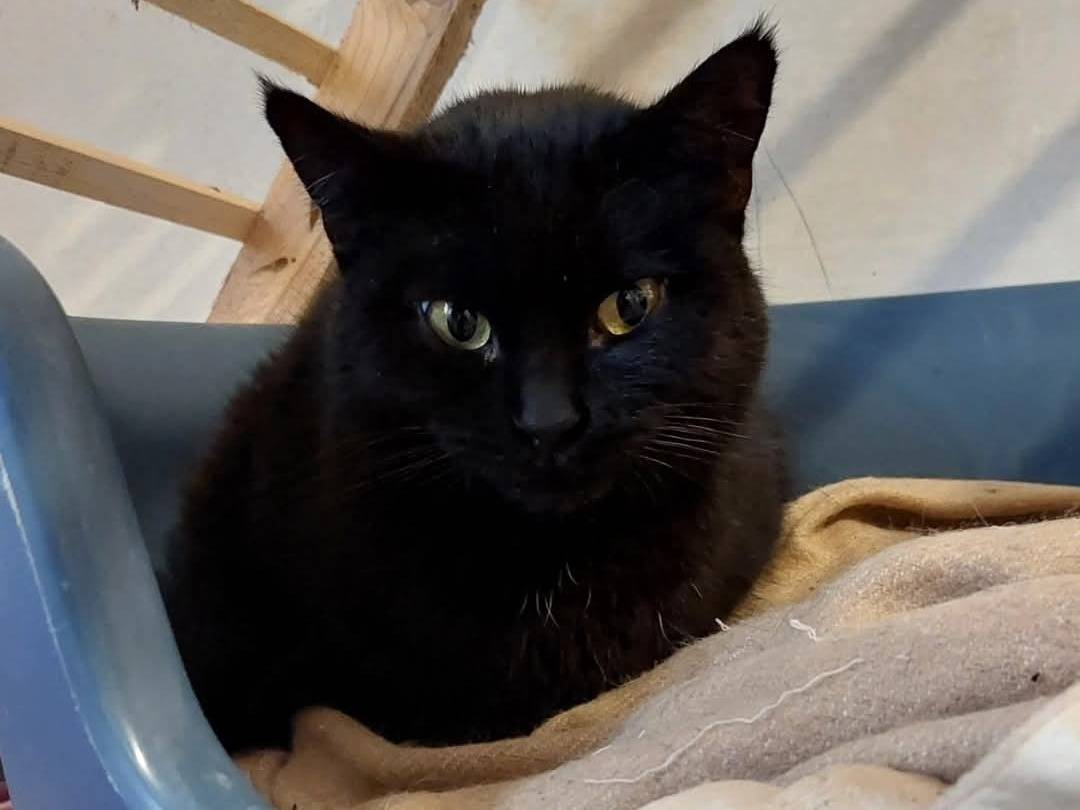 Adotta un gatto, femmina, 4 anni  e 2 mesi , Chieti