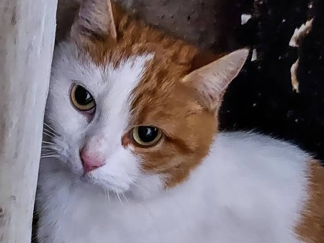 Foto dell'animale