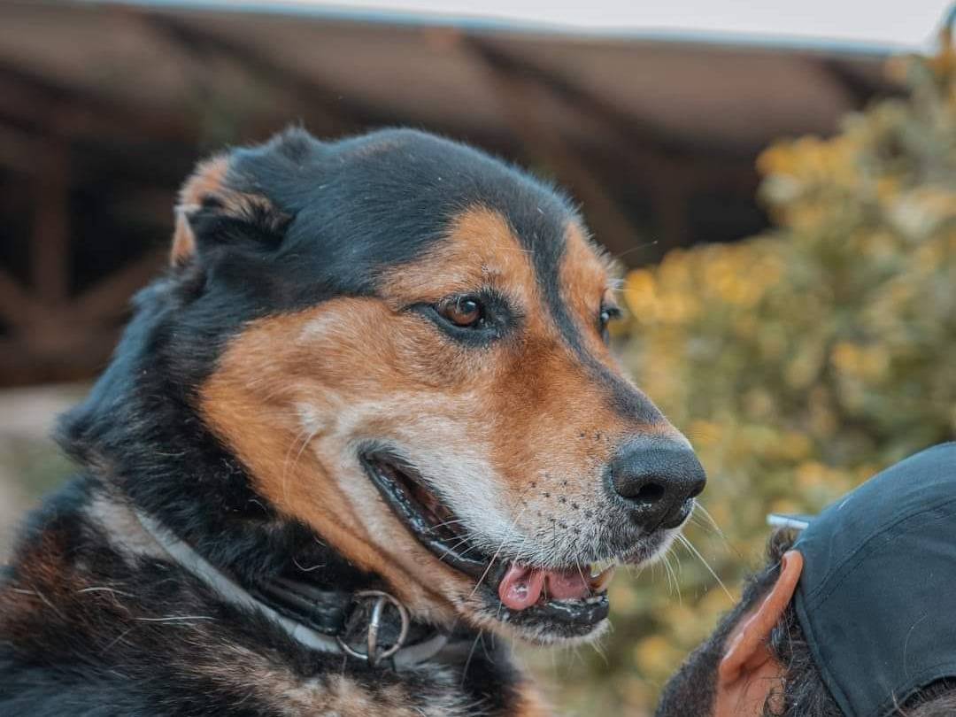 Adotta un cane, maschio, 9 anni  e 1 mese, Caserta