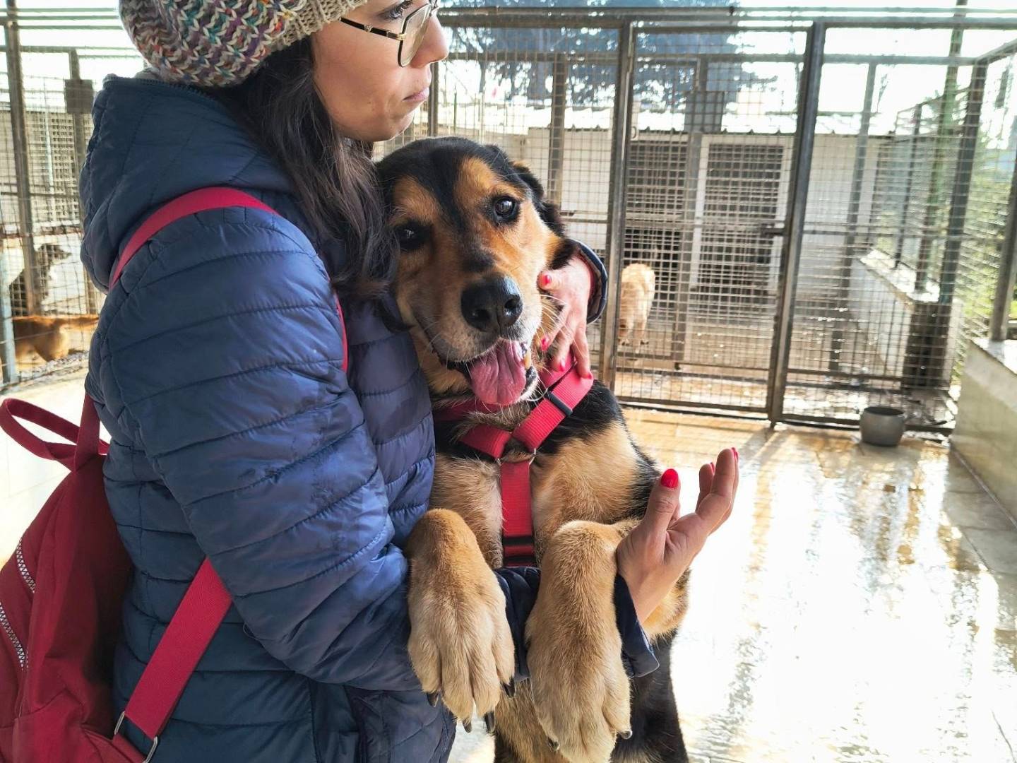Vuoi adottare un cane a Caserta?
