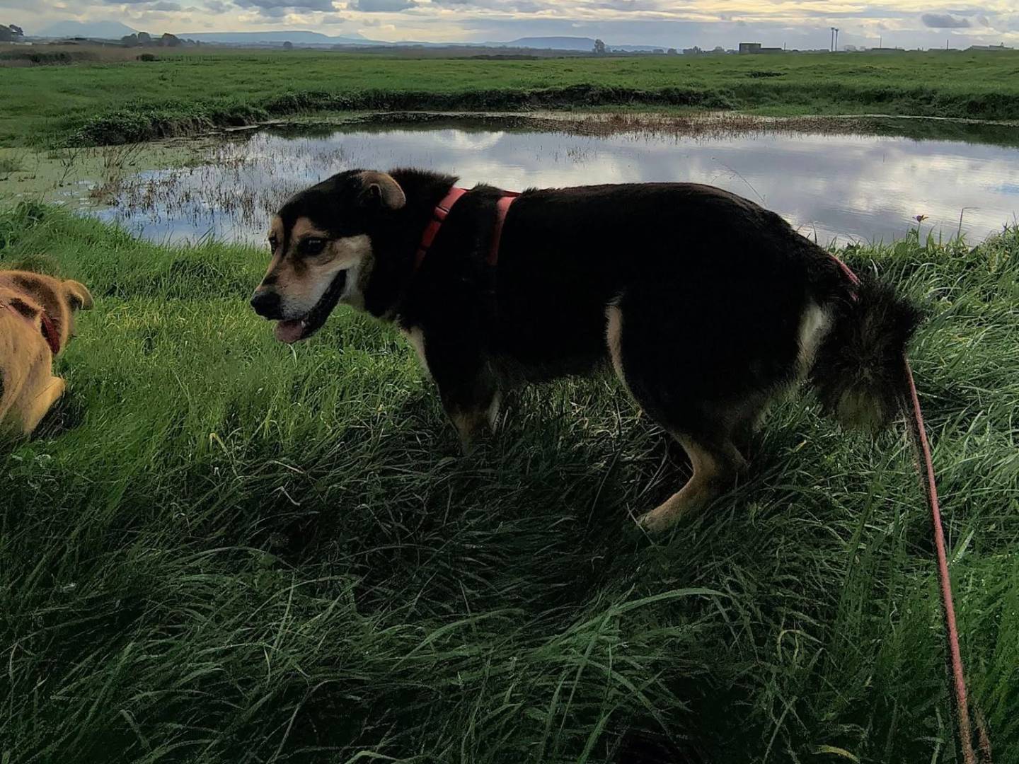 Adotta il cane ORSO a Caserta