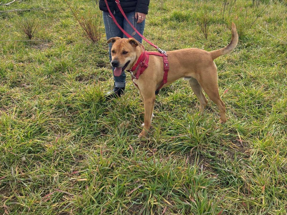 Adozione cane, maschio, American Staffordshire Terrier Razza sconosciuta, 2 anni  e 4 mesi , taglia media, Caserta