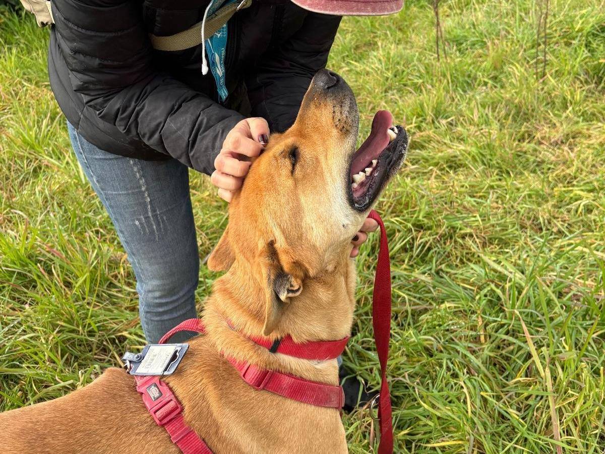 Vuoi adottare un cane a Caserta?