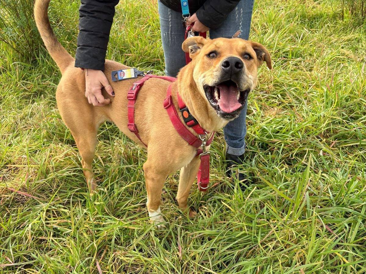 Adotta il cane jack a Caserta