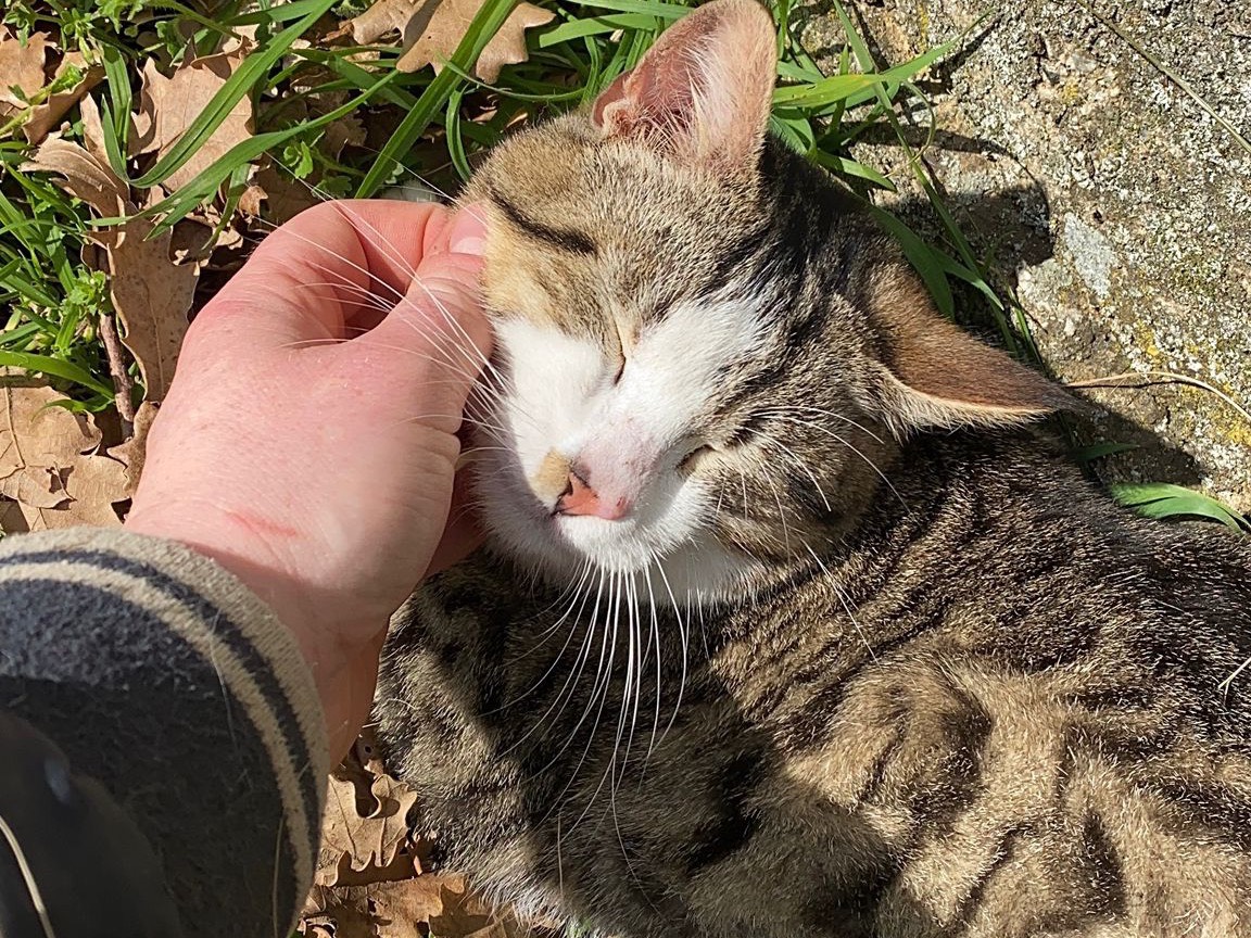 Adotta un gatto, taglia non valida, maschio, Brescia