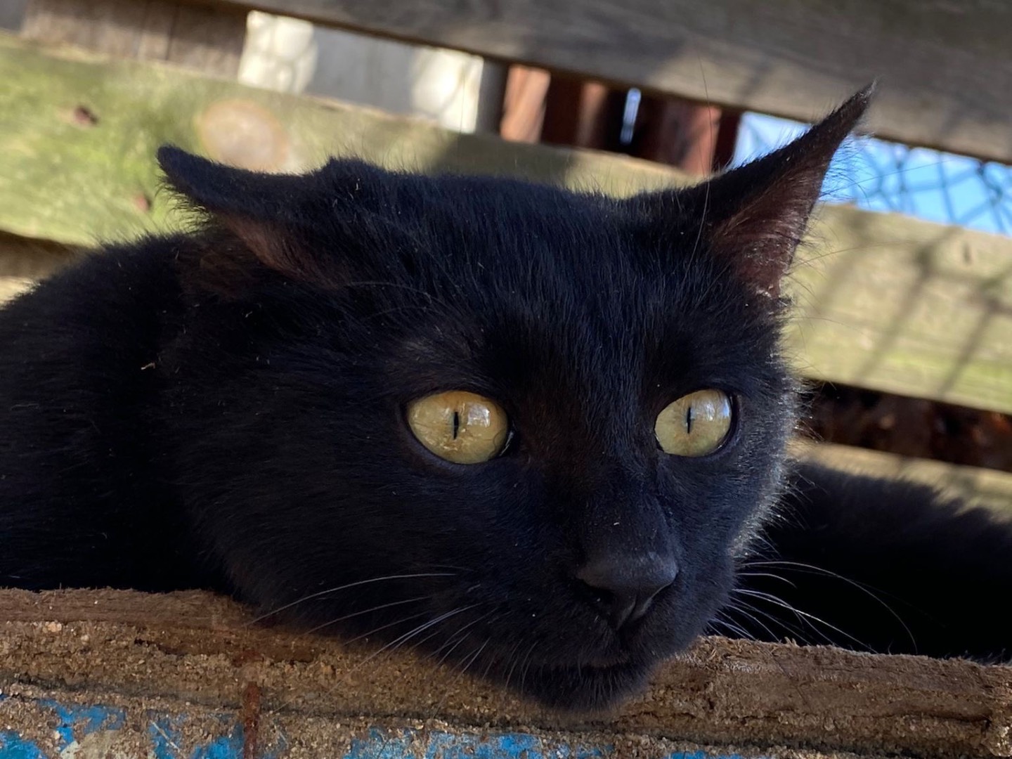 Adotta un gatto, maschio, 9 mesi, Catanzaro