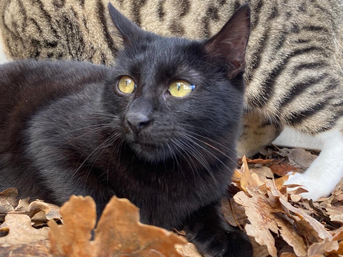 Vuoi adottare un gatto a Catanzaro?