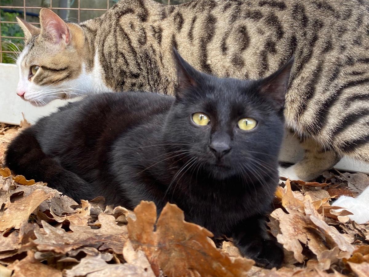 Adotta il gatto Lucio a Catanzaro