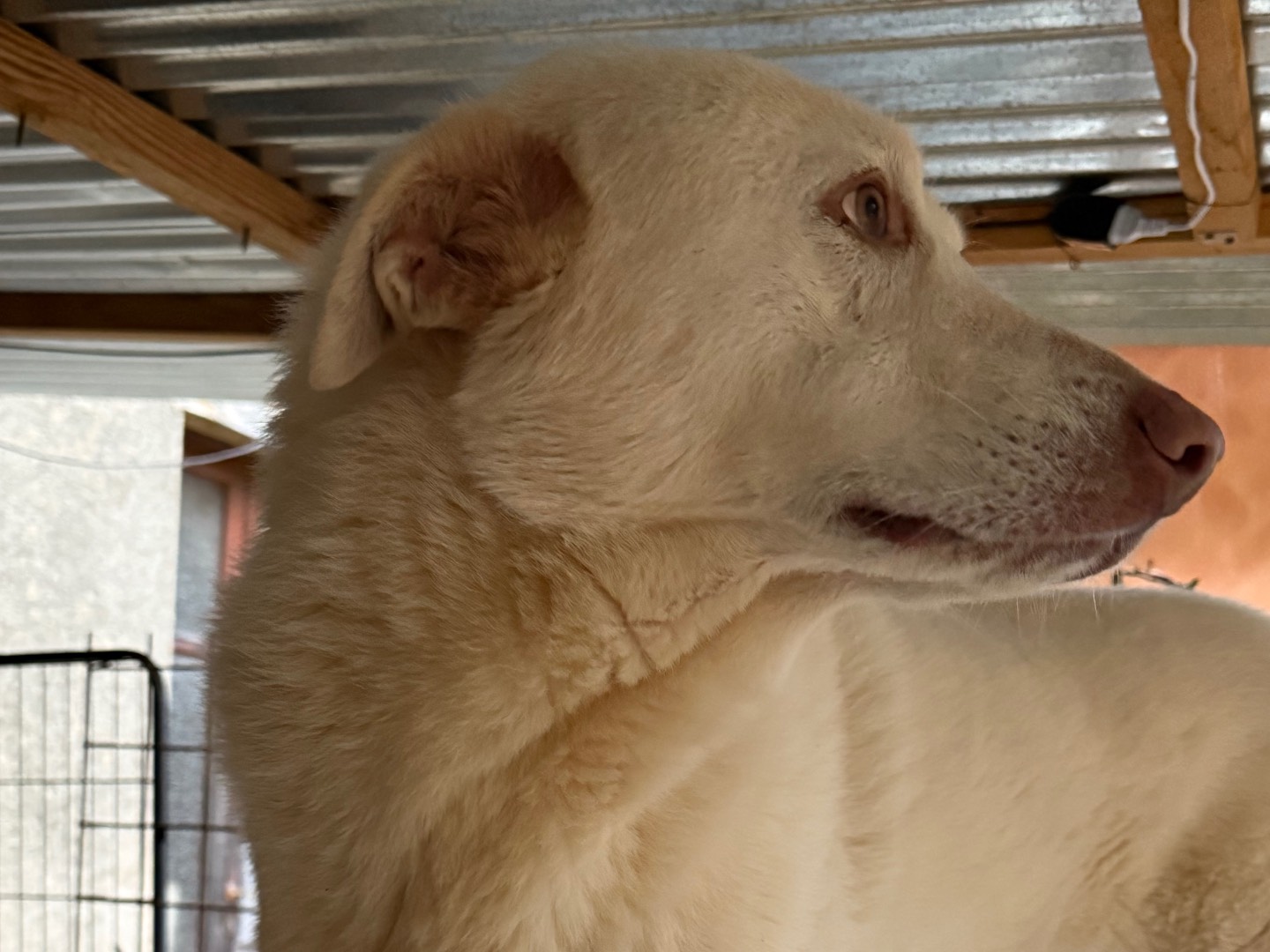 Adotta un cane, taglia grande, maschio, Monza