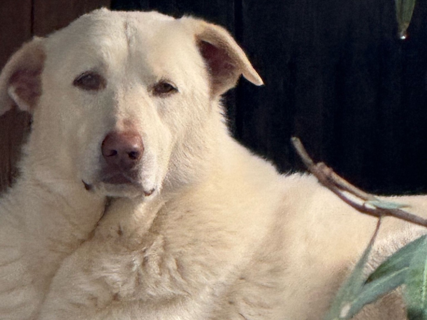 Vuoi adottare un cane a Monza?