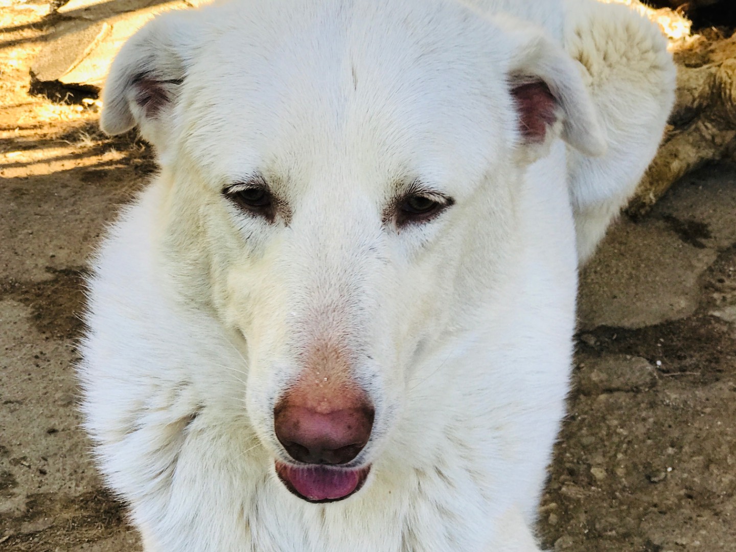 Adotta il cane Toby a Monza