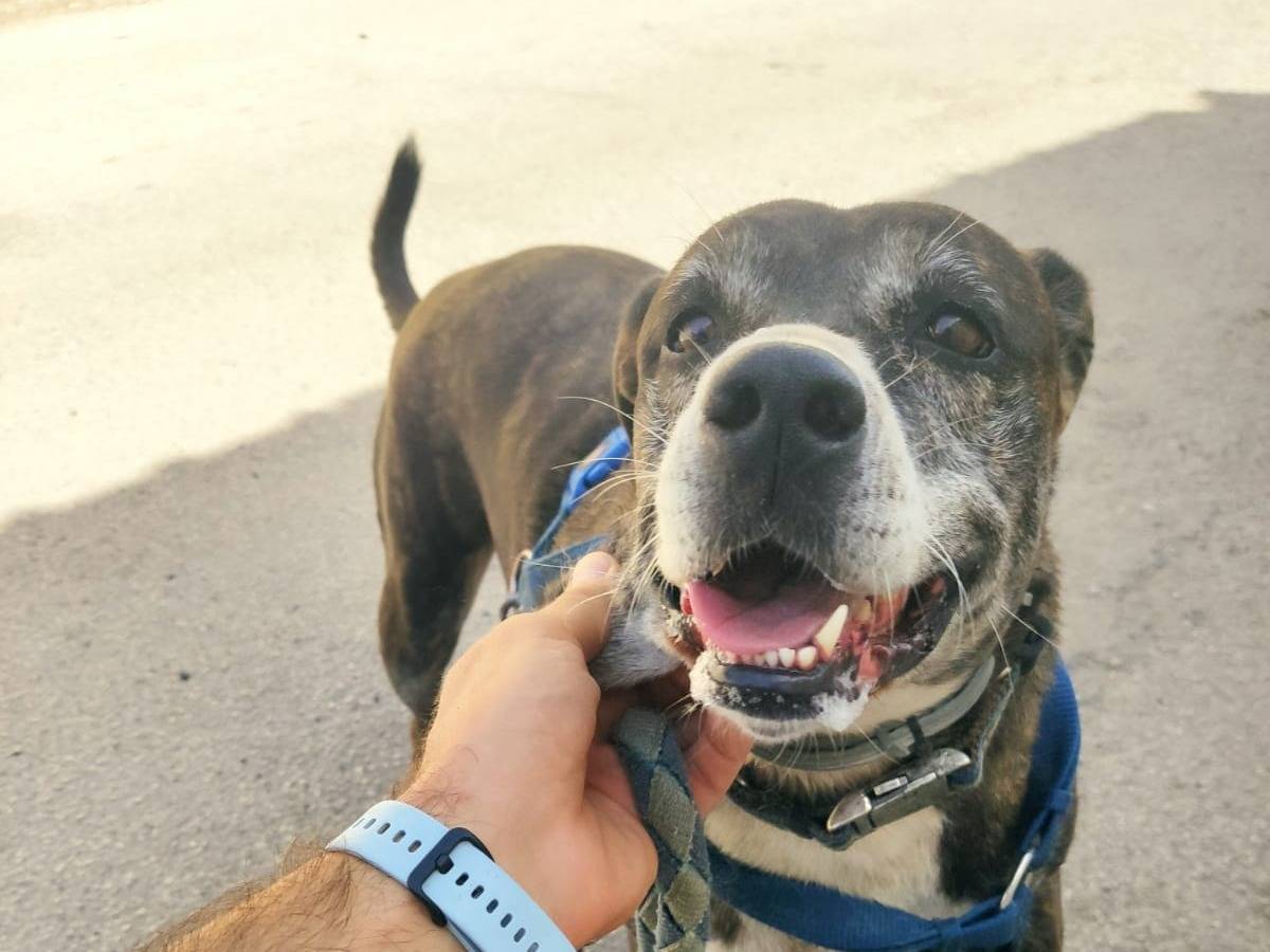 Adotta un cane, femmina, 7 anni  e 2 mesi , Caserta
