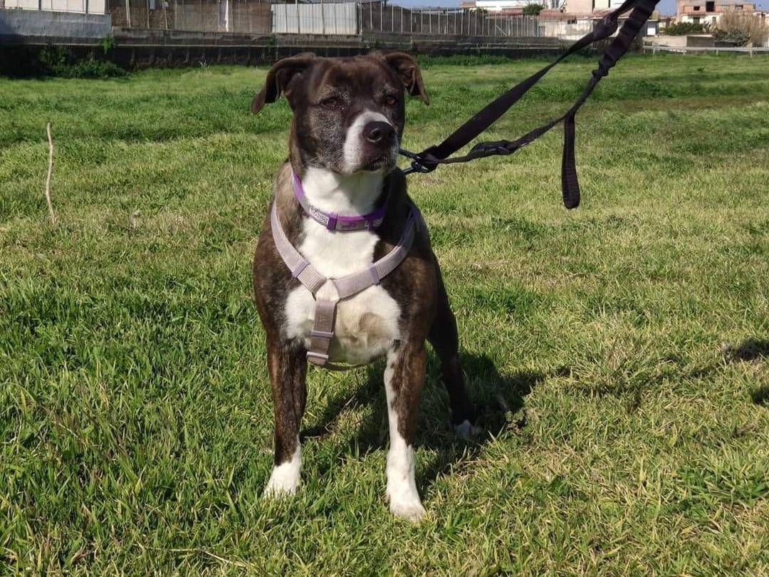 Vuoi adottare un cane a Caserta?