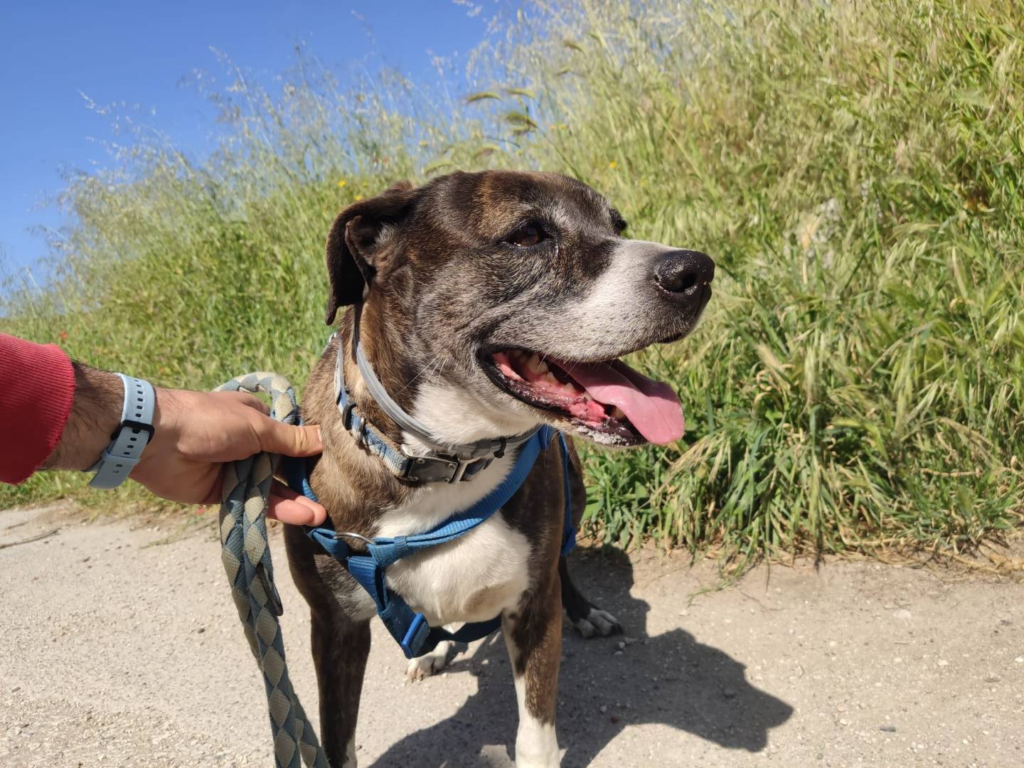 Adotta il cane SASHA PIT  a Caserta