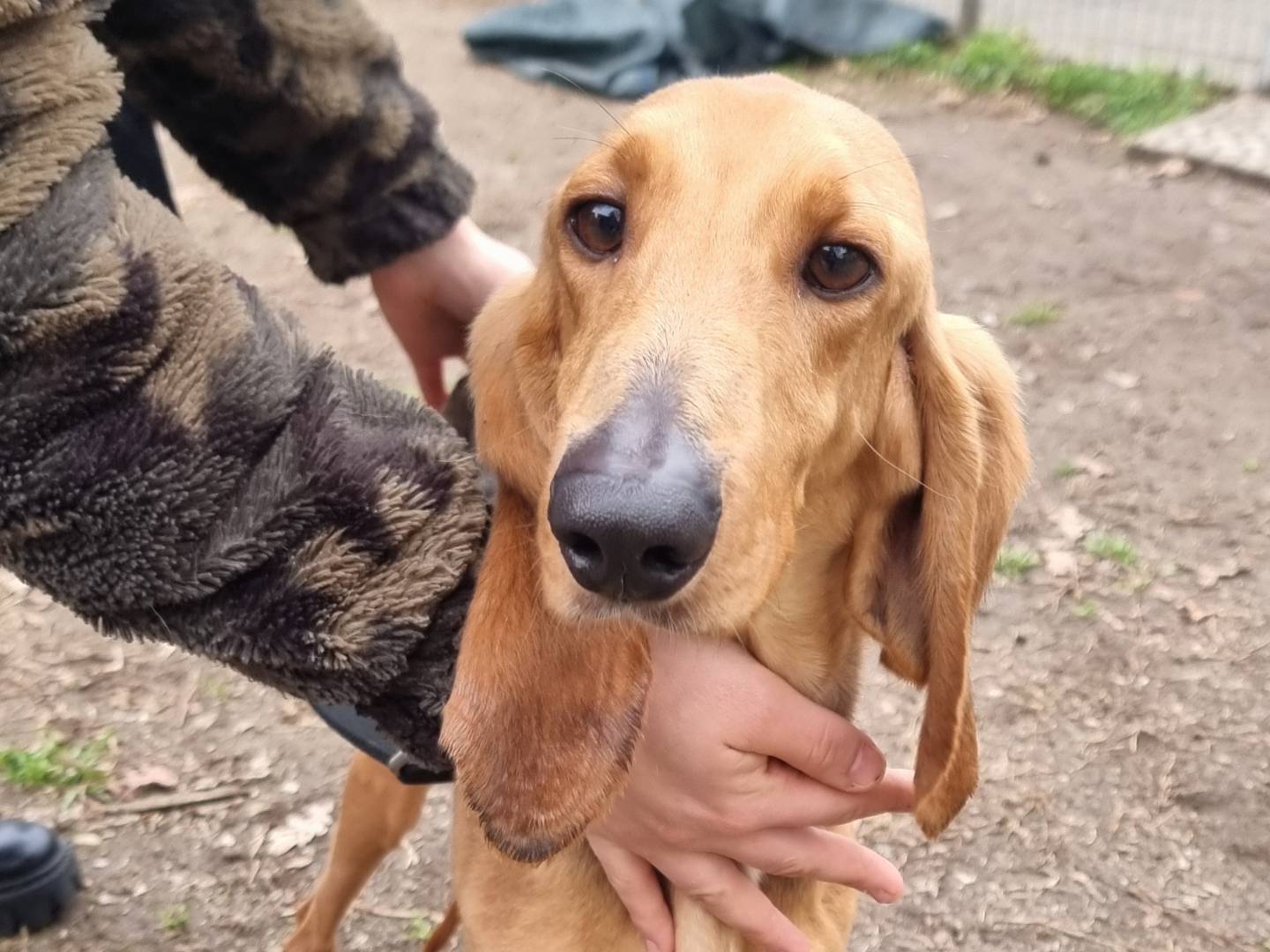 Adozione cane, maschio, Segugio Razza sconosciuta, 4 anni  e 11 mesi , taglia media contenuta, Pavia