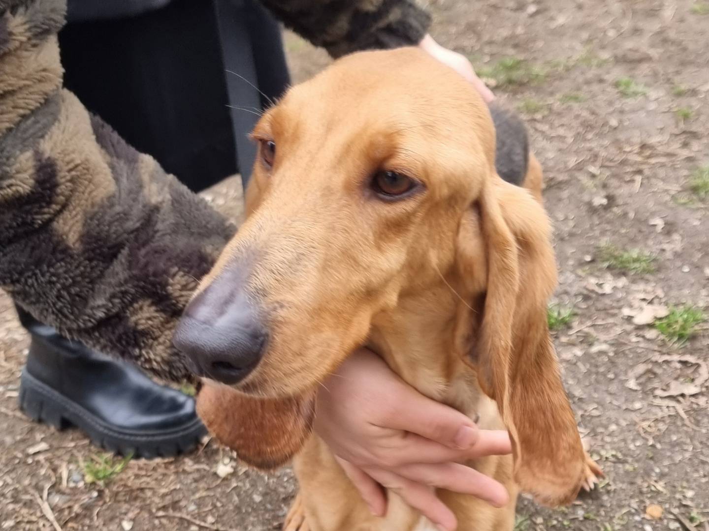 Adotta un cane, maschio, 4 anni  e 11 mesi , Pavia