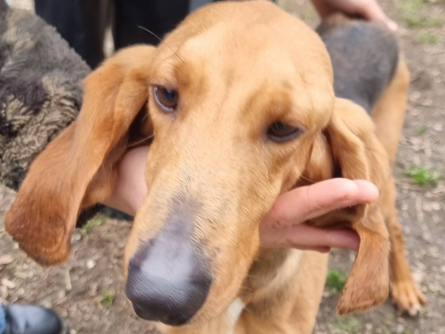 Adotta un cane, taglia media contenuta, maschio, Pavia