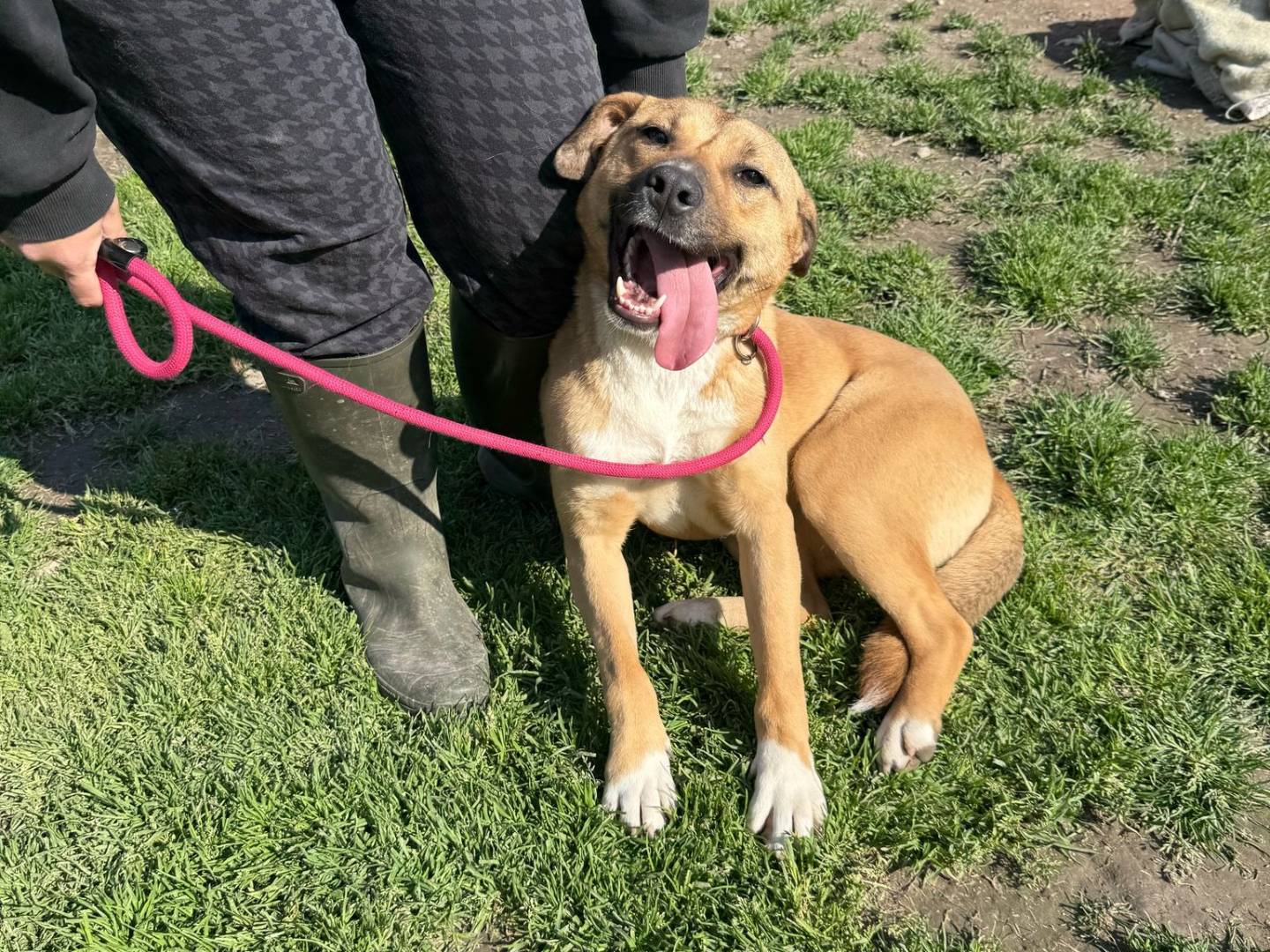 Adotta un cane, femmina, 1 anno e 3 mesi , Avellino