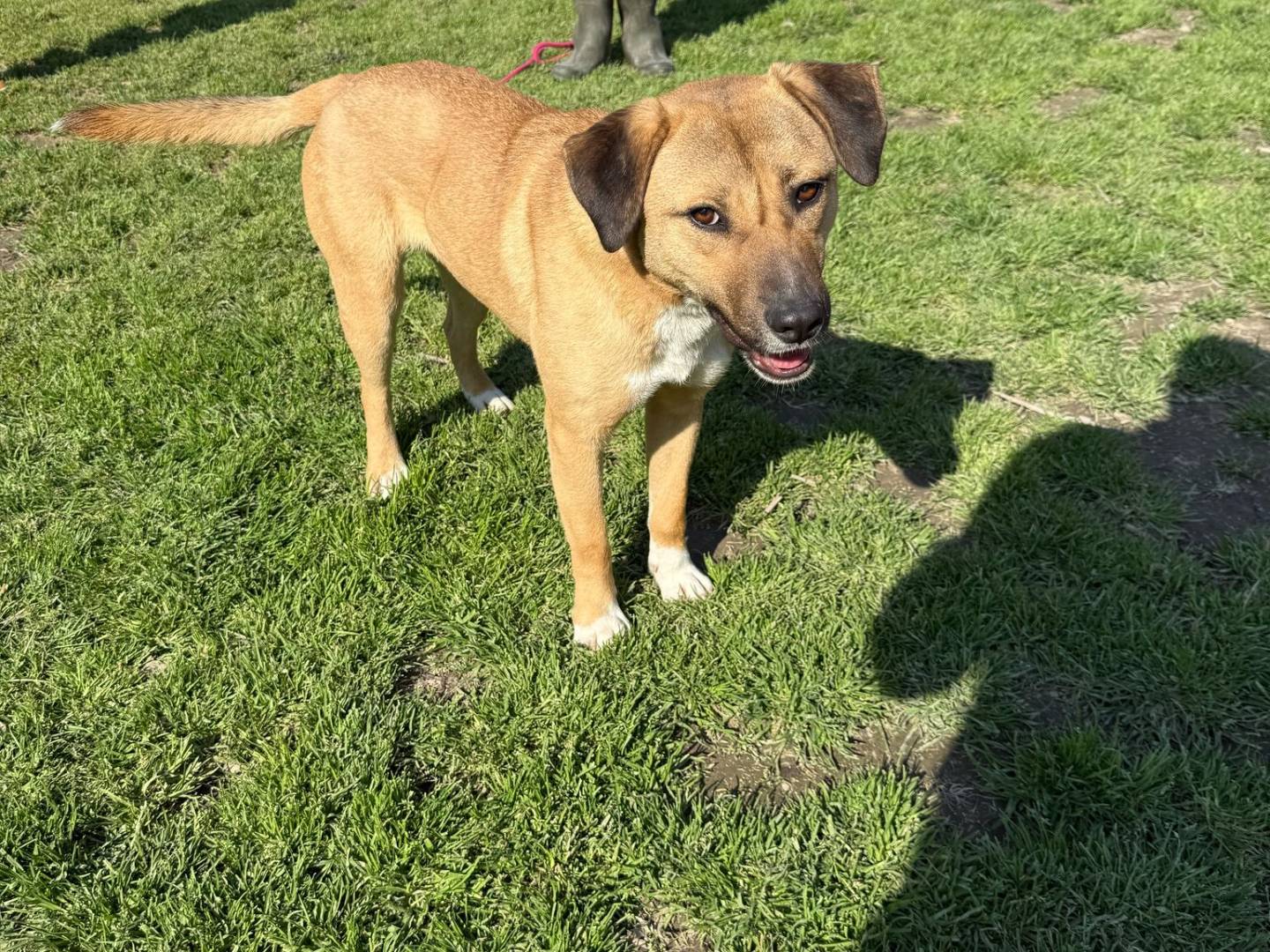 Adotta un cane, taglia media, femmina, Avellino