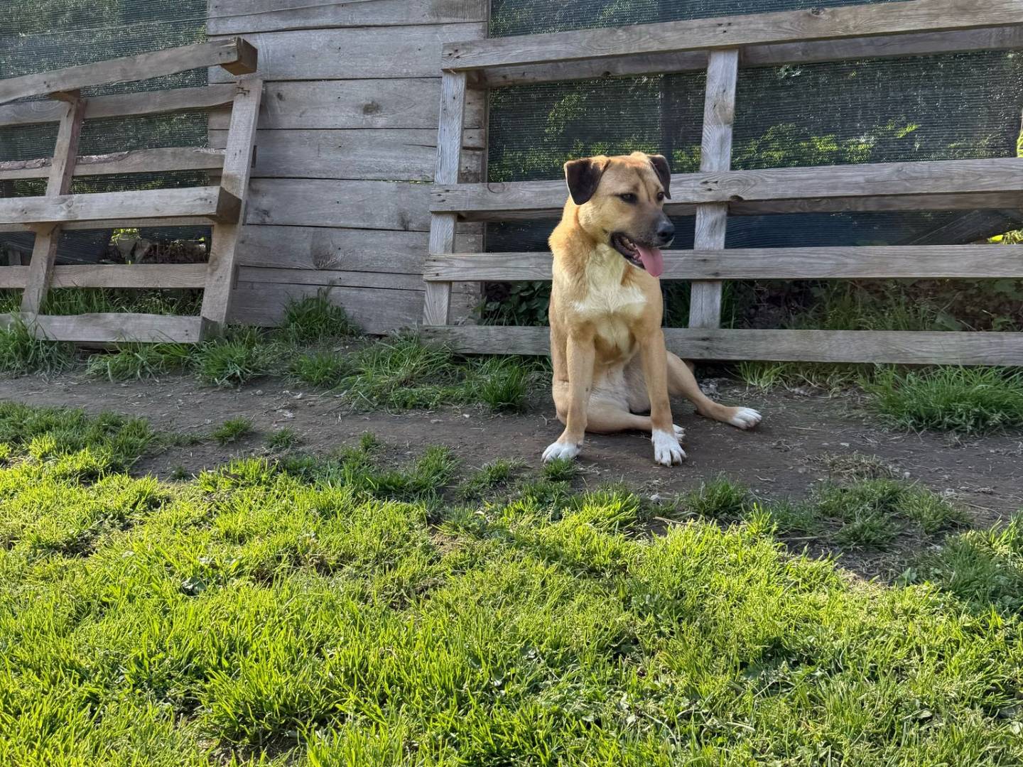 Vuoi adottare un cane a Avellino?