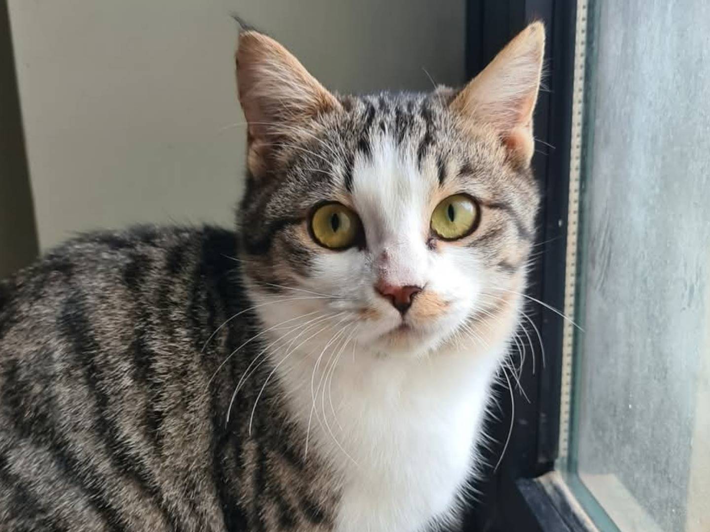 Adotta un gatto, femmina, 1 anno e 8 mesi, Bari