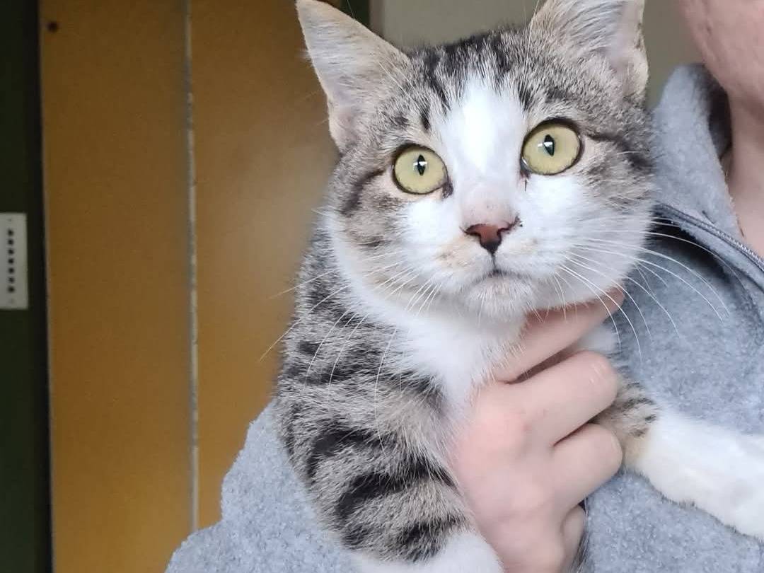 Adotta un gatto, taglia non valida, femmina, Bari