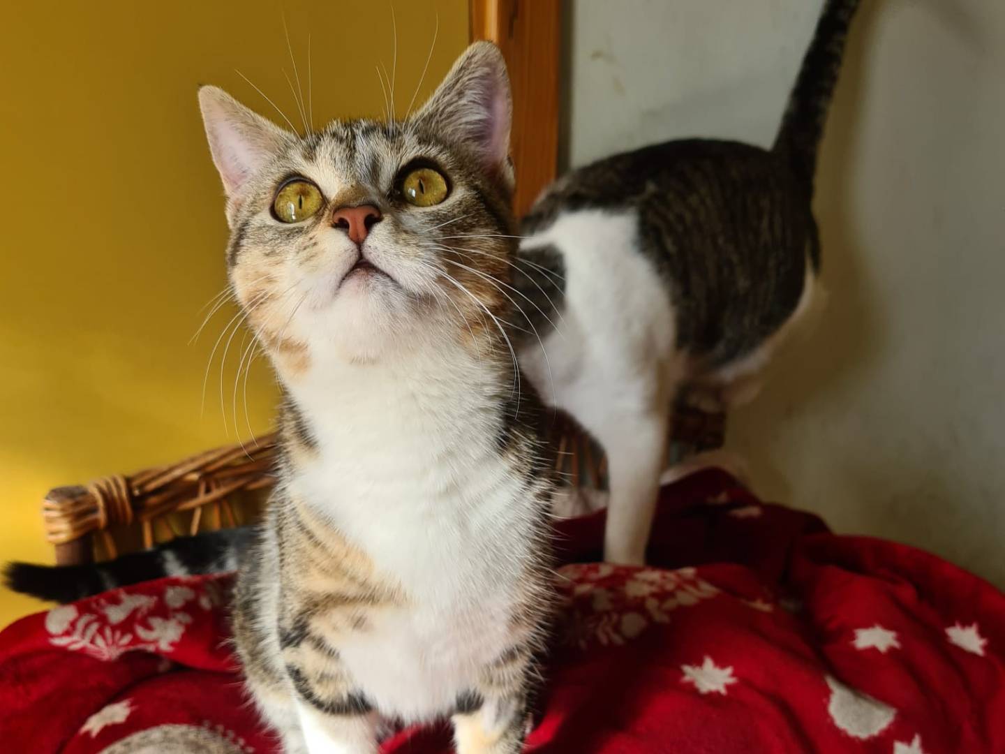 Vuoi adottare un gatto a Bari?