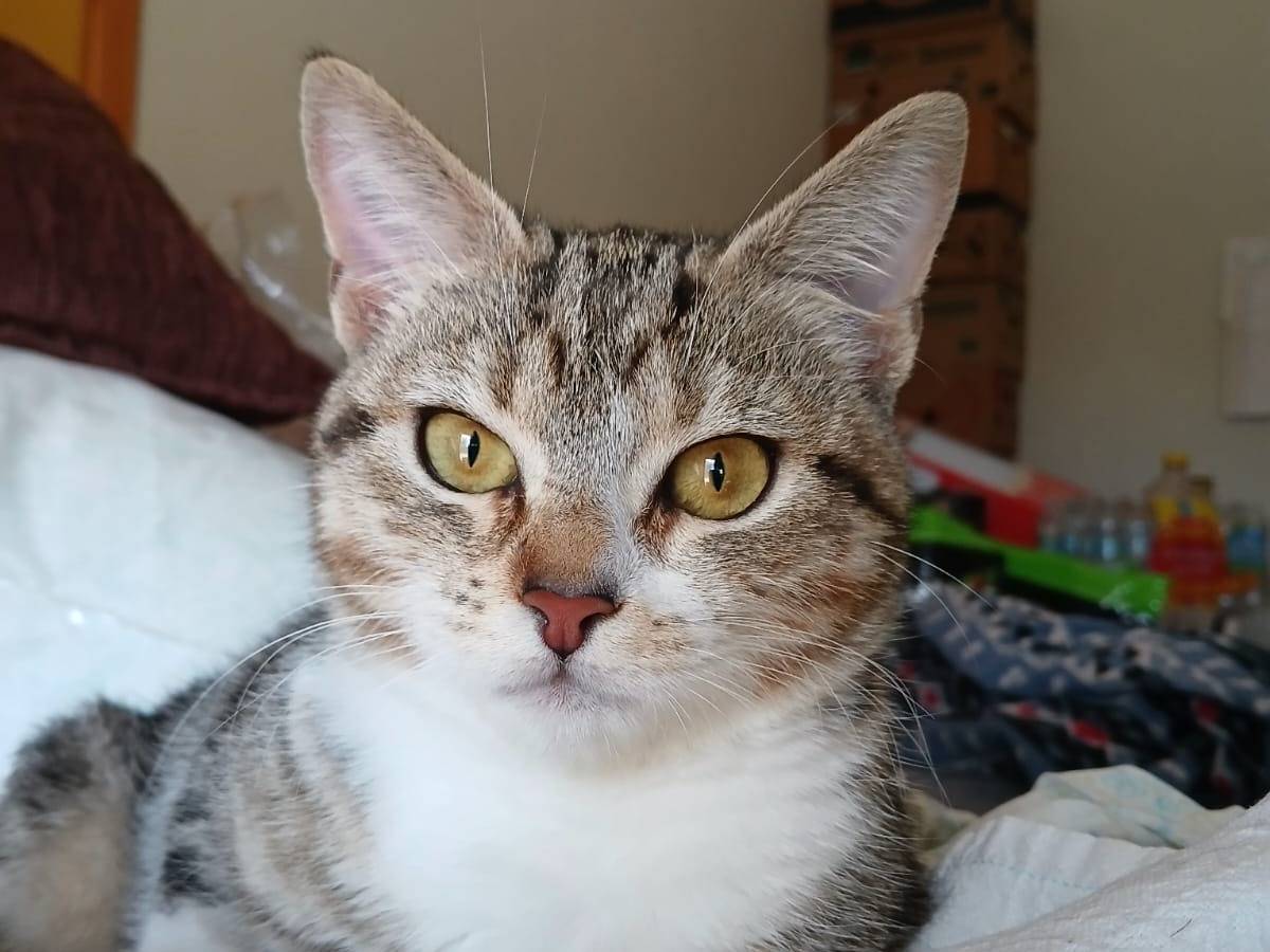 Adotta il gatto Bella e Gemma a Bari