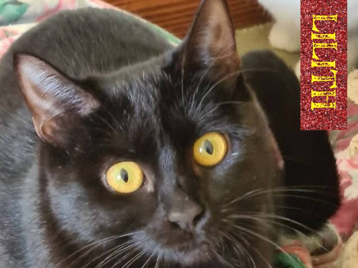Adotta un gatto, femmina, 7 mesi, Bari