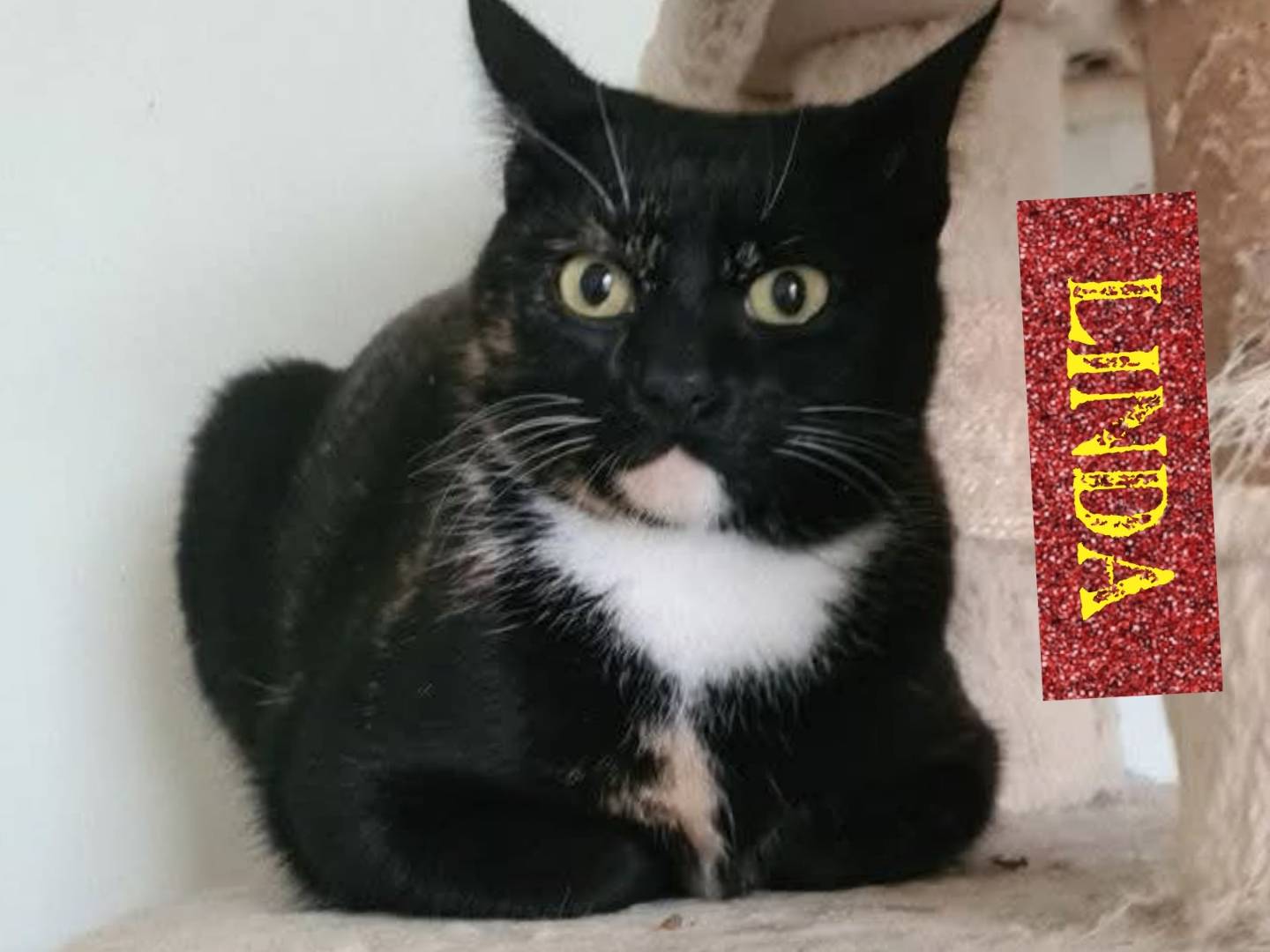 Adotta un gatto, taglia non valida, femmina, Bari