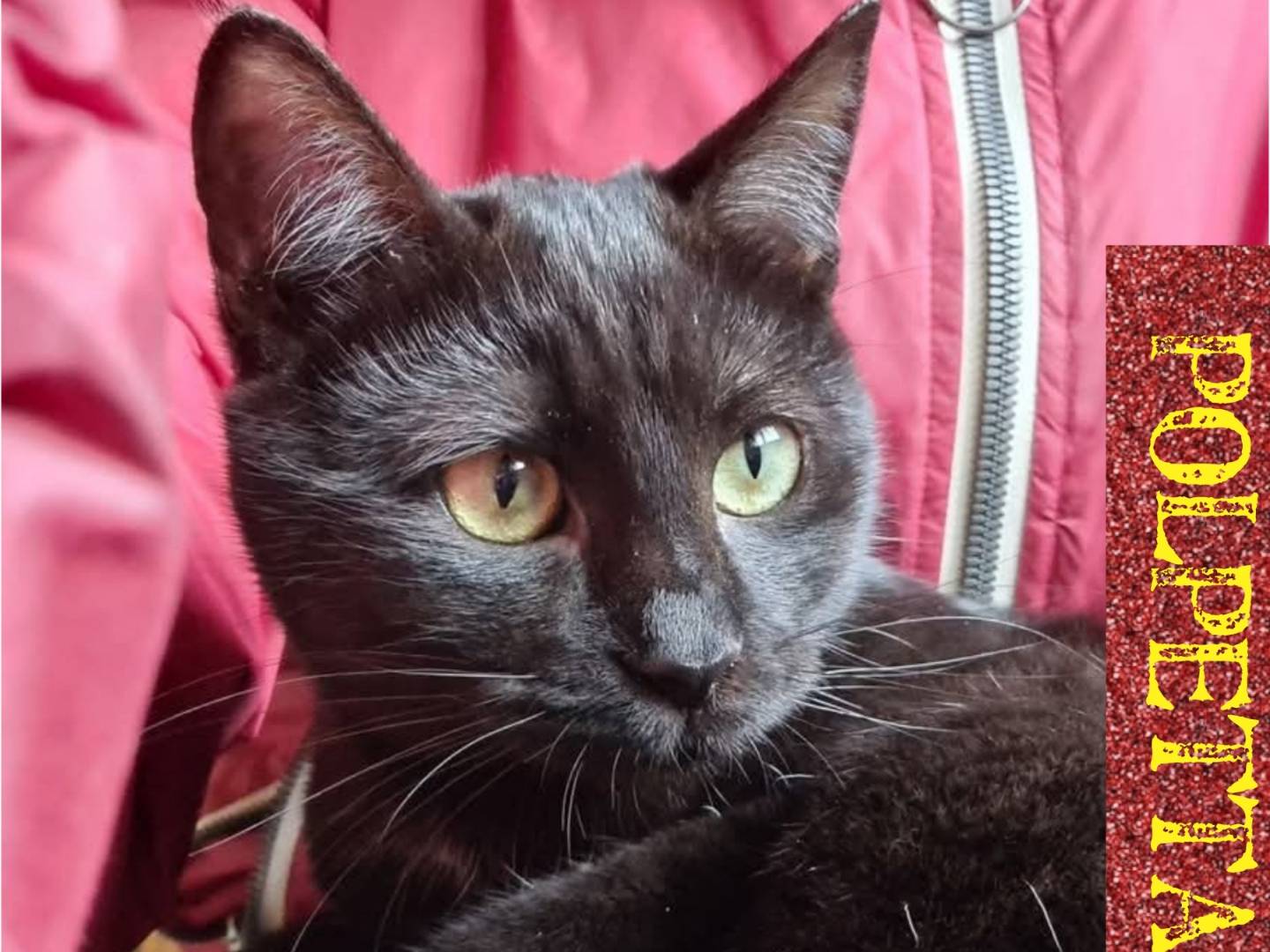 Vuoi adottare un gatto a Bari?