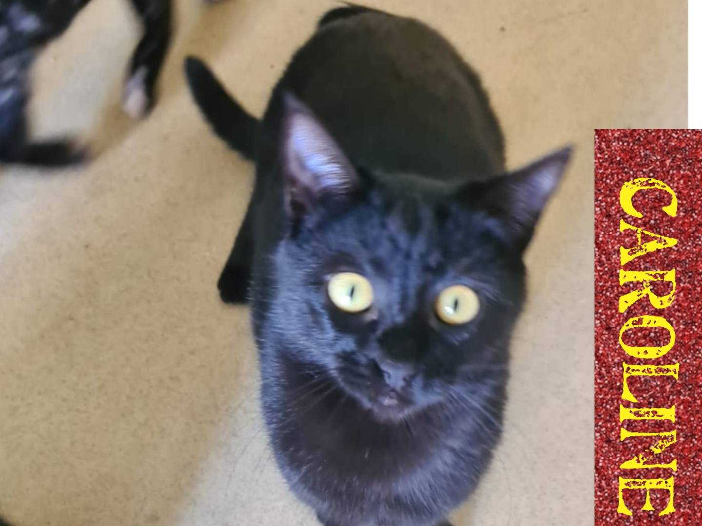 Adotta il gatto Panterine a Bari