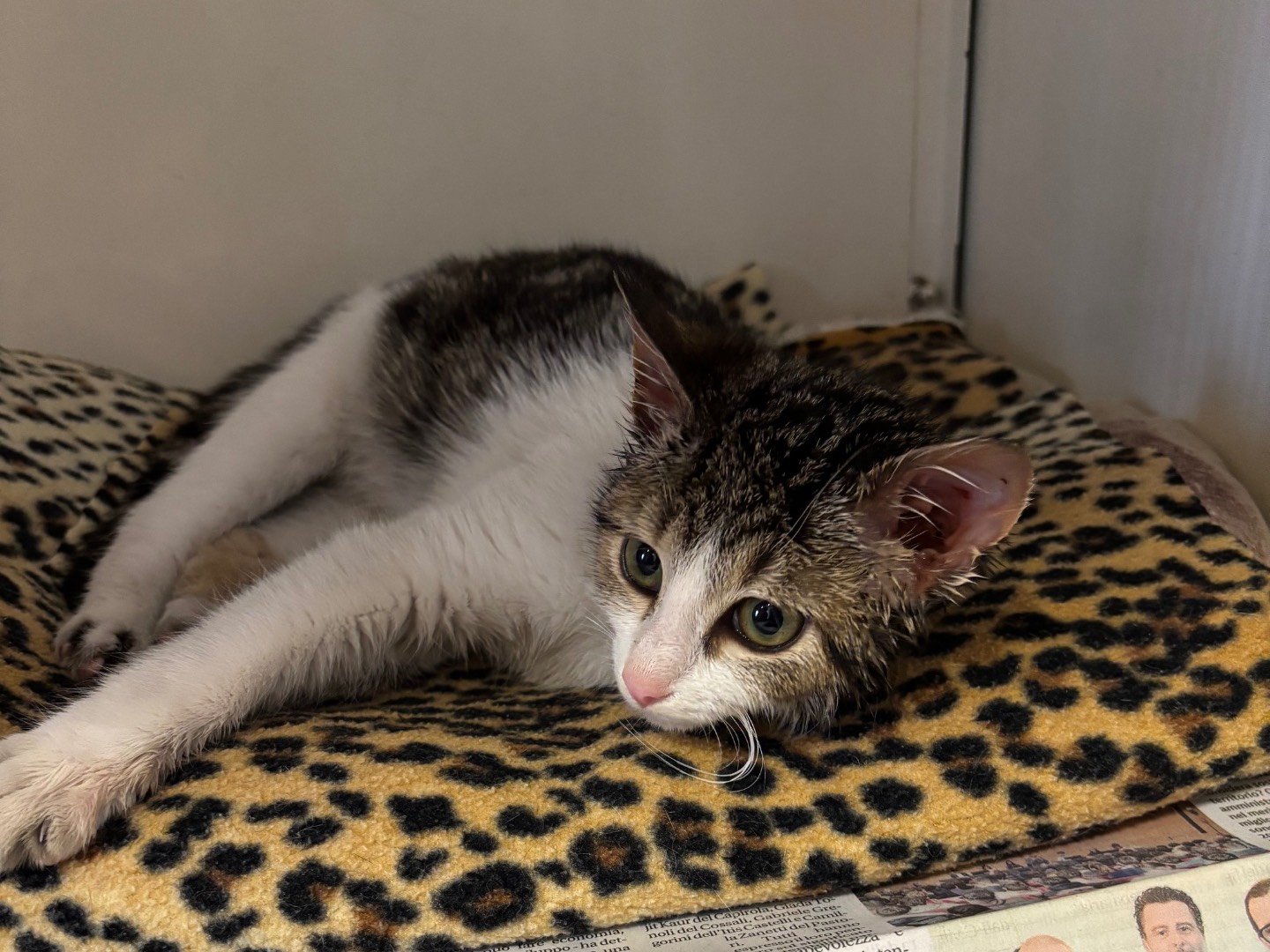 Adotta un gatto, femmina, 3 mesi, Brescia