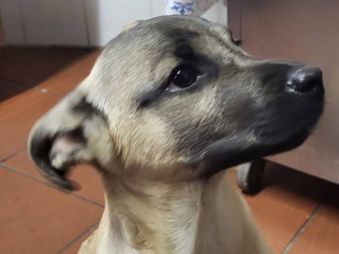 Foto dell'animale