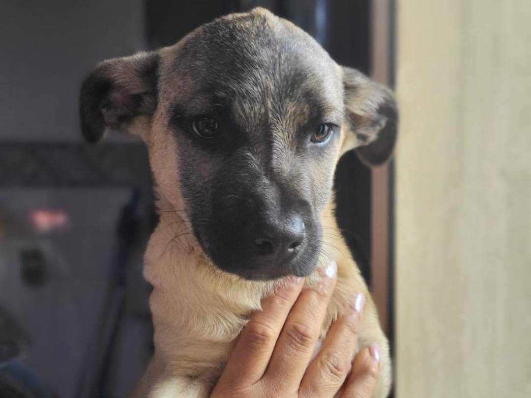 Vuoi adottare un cane a Ragusa?