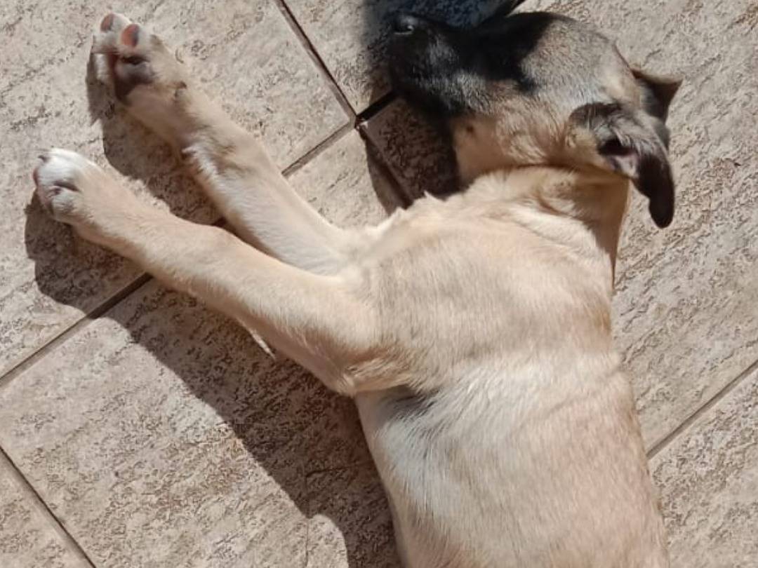 Adotta il cane Ermes ares a Ragusa